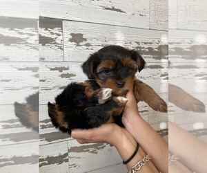 Yorkshire Terrier Puppy for sale in BATTLE GROUND, WA, USA