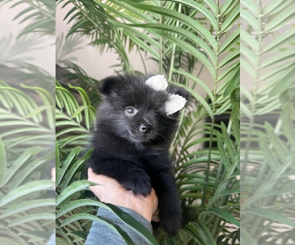 Medium Photo #2 Pomeranian Puppy For Sale in BAKERSFIELD, CA, USA