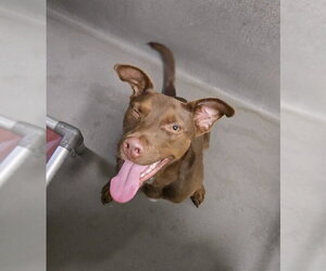 Labrador Retriever-Unknown Mix Dogs for adoption in Tallahassee, FL, USA
