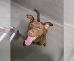Small Labrador Retriever Mix