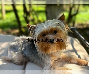 Yorkshire Terrier Puppy for sale in ELMA, WA, USA