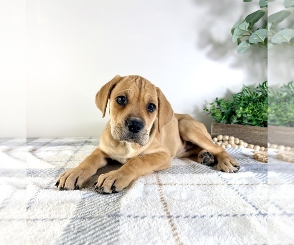 Medium Photo #2 Cane Corso Puppy For Sale in GREENFIELD, IN, USA