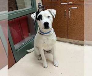 American Pit Bull Terrier-Siberian Husky Mix Dogs for adoption in Rancho Cucamonga, CA, USA