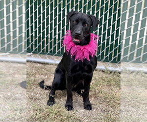 Mutt Dogs for adoption in McKinney, TX, USA