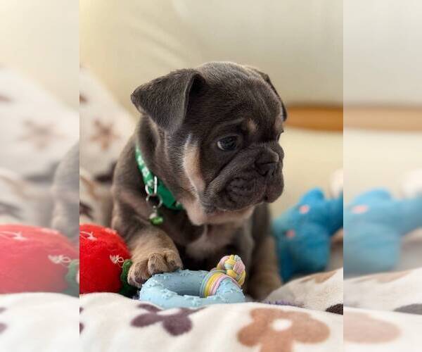 Medium Photo #5 French Bulldog Puppy For Sale in MC GRAW, NY, USA