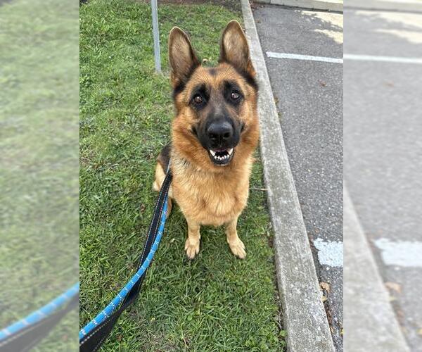 Medium Photo #1 German Shepherd Dog Puppy For Sale in Vaughan, Ontario, Canada