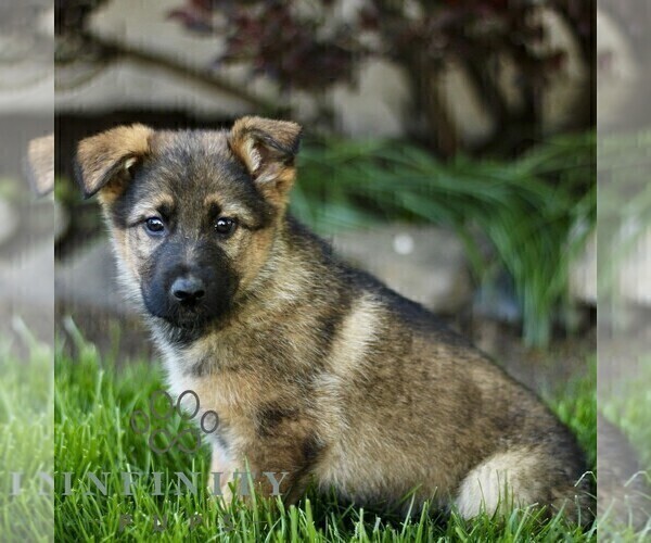 Medium Photo #3 Australian Shepherd-German Shepherd Dog Mix Puppy For Sale in BIRD IN HAND, PA, USA