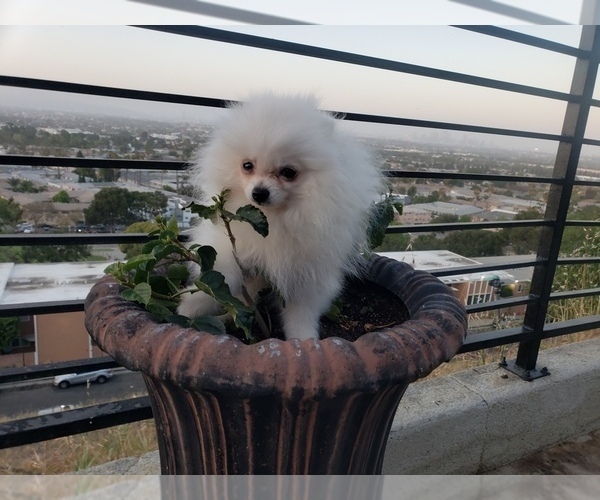 Medium Photo #3 Pomeranian Puppy For Sale in BALDWIN HILLS, CA, USA