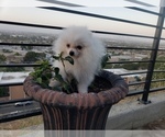 Small Photo #3 Pomeranian Puppy For Sale in BALDWIN HILLS, CA, USA