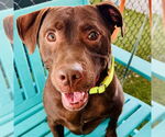 Small Labrador Retriever Mix