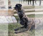 Small Photo #26 Mastiff Puppy For Sale in MIDDLETOWN, DE, USA