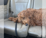 Small #4 Goldendoodle