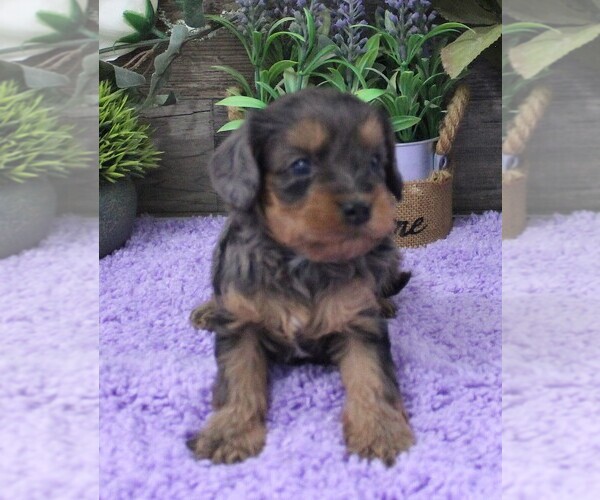 Medium Photo #4 Cavapoo (Miniature) Puppy For Sale in CARLISLE, KY, USA