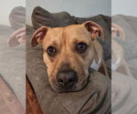 Small #9 American Pit Bull Terrier Mix