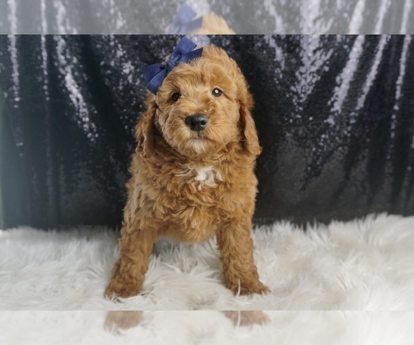 Medium Photo #5 Goldendoodle (Miniature) Puppy For Sale in WARSAW, IN, USA