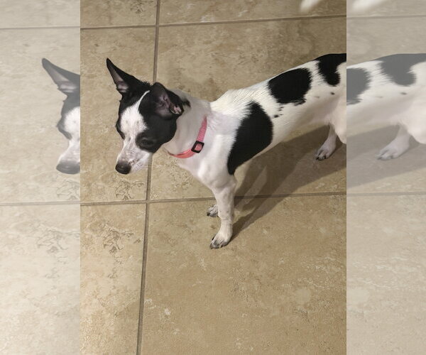 Medium Photo #8 Chihuahua-Unknown Mix Puppy For Sale in Valrico, FL, USA