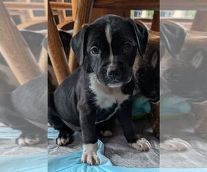 Bearded Collie-Unknown Mix Dogs for adoption in Des Moines, IA, USA