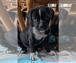 Small Bearded Collie Mix