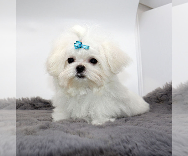 Medium Photo #2 Maltese Puppy For Sale in LOS ANGELES, CA, USA