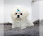 Small #1 Maltese