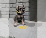 Puppy Milo Schnauzer (Miniature)