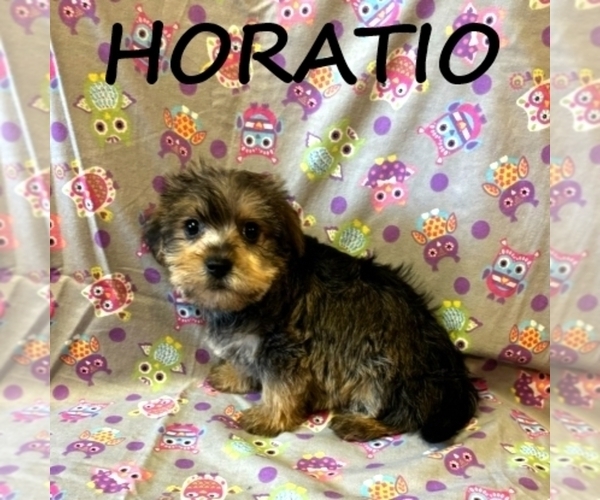 Medium Photo #2 Snorkie Puppy For Sale in HARTLAND, MN, USA