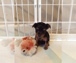 Small Photo #1 Yorkshire Terrier Puppy For Sale in BOWLING GREEN, MO, USA