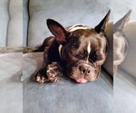 Small Photo #9 French Bulldog Puppy For Sale in Corona, CA, USA