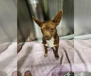 Chihuahua Dogs for adoption in Bakersfield, CA, USA