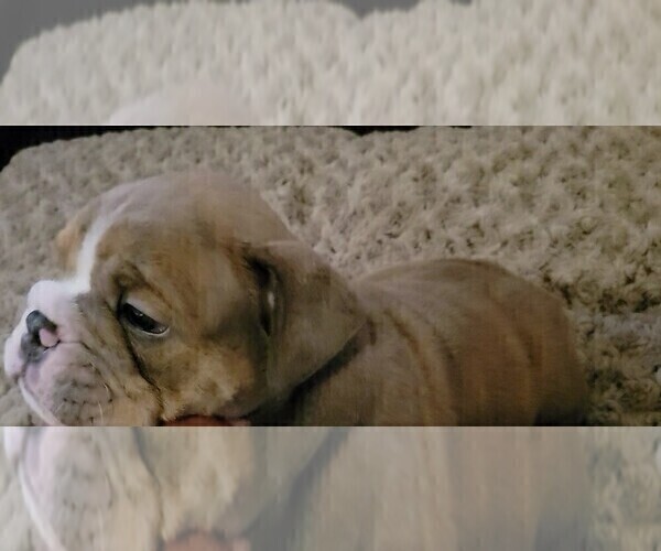 Medium Photo #29 English Bulldog Puppy For Sale in COLUMBUS, OH, USA