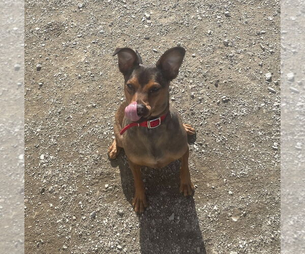 Medium Photo #3 Rat Terrier Puppy For Sale in Evansville, IN, USA