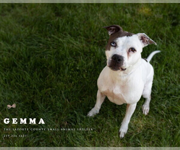 Medium Photo #2 Mutt Puppy For Sale in La Porte, IN, USA