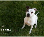 Small #1 Mutt