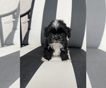 Small Photo #1 Shih Tzu Puppy For Sale in BEAVER, UT, USA