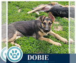 Small #4 German Shepherd Dog