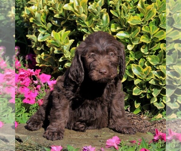 Medium Photo #2 Labradoodle Puppy For Sale in NEW PROVIDENCE, PA, USA