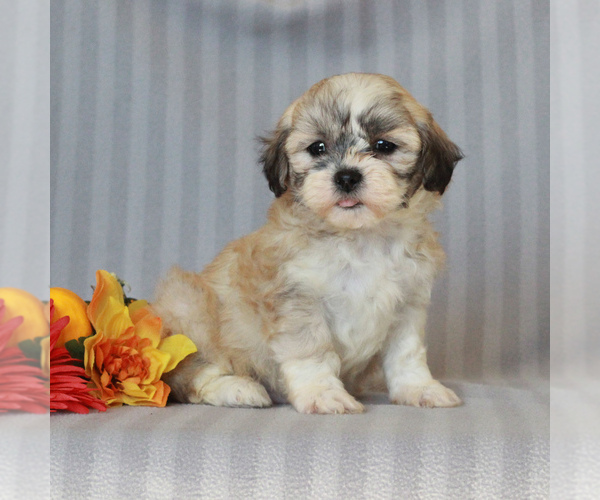 Medium Photo #1 Zuchon Puppy For Sale in NARVON, PA, USA