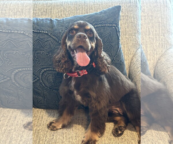 Medium Photo #1 Cocker Spaniel-Unknown Mix Puppy For Sale in Sykesville, MD, USA