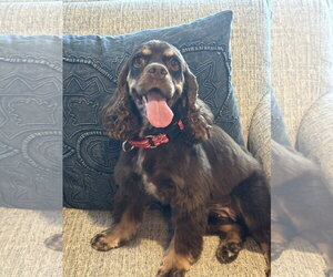 Cocker Spaniel-Unknown Mix Dogs for adoption in Sykesville, MD, USA