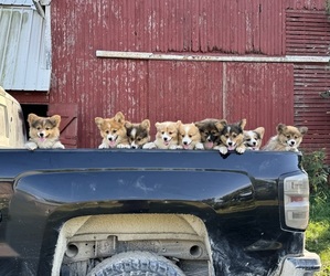 American Corgi Litter for sale in DENVER, IA, USA