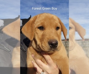 Labrador Retriever Puppy for sale in SUNDANCE, WY, USA