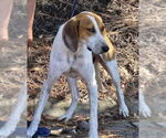 Small #5 Mutt