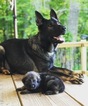 Small Photo #1 German Shepherd Dog Puppy For Sale in TYRONE, PA, USA