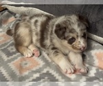 Puppy Bailey Australian Shepherd-Siberian Husky Mix