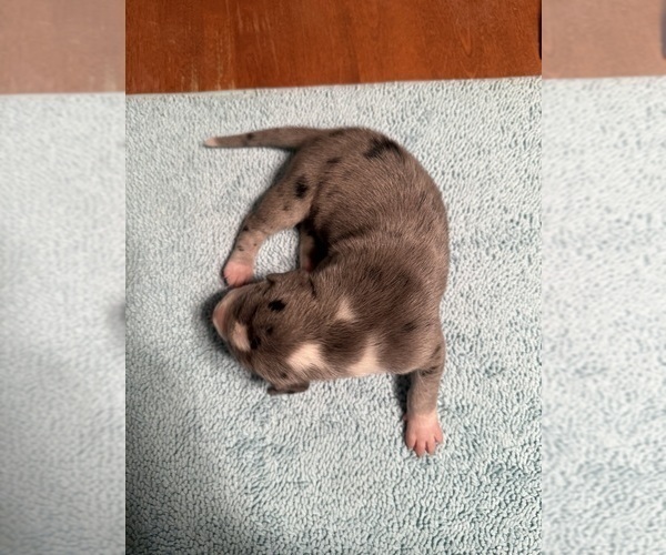 Medium Photo #17 Great Dane Puppy For Sale in RANSOMVILLE, NY, USA