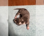 Small #16 Great Dane
