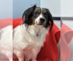 Small #7 Dachshund Mix