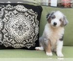 Puppy Franklin Miniature Australian Shepherd
