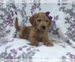 Small Photo #16 Goldendoodle Puppy For Sale in LAKELAND, FL, USA