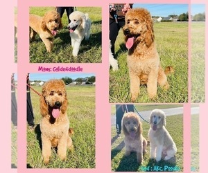 Mother of the Goldendoodle puppies born on 02/10/2023